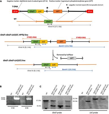 Real-Time Monitoring of Key Gene Products Involved in Rice Photoperiodic Flowering